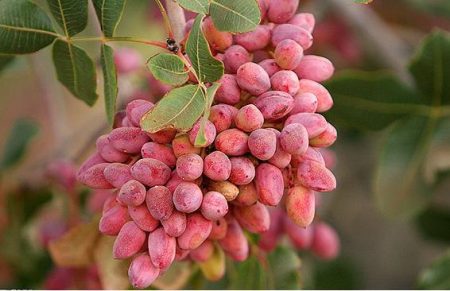 برداشت پسته در آذربایجان شرقی ۲۴ درصد افزایش یافته است